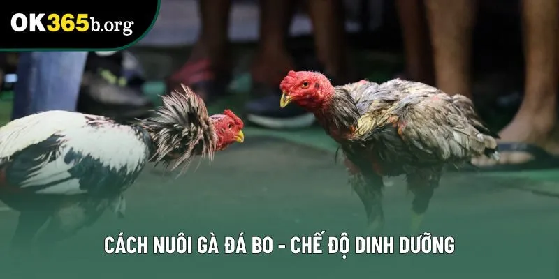 Cách nuôi gà đá bo - chế độ dinh dưỡng Cách nuôi gà đá bo - chế độ dinh dưỡng