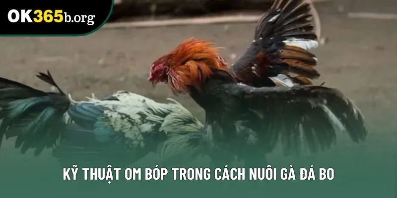 Kỹ thuật om bóp trong cách nuôi gà đá bo Kỹ thuật om bóp trong cách nuôi gà đá bo