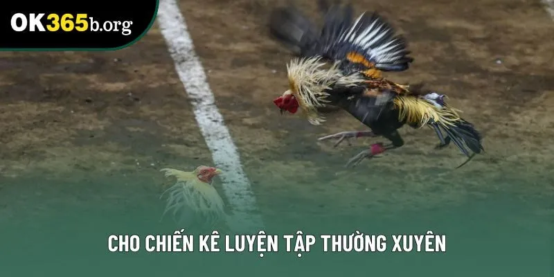 Cho chiến kê luyện tập thường xuyên Cho chiến kê luyện tập thường xuyên