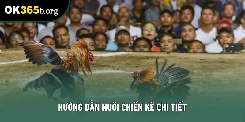 Hướng dẫn nuôi chiến kê chi tiết Hướng dẫn nuôi chiến kê chi tiết