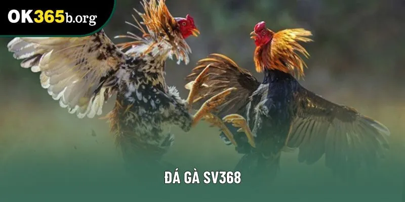 Đá Gà SV368 Chi Tiết Từ A Đến Z Cho Người Mới Gia Nhập