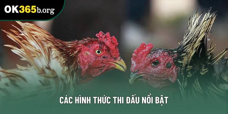 Các hình thức thi đấu nổi bật Các hình thức thi đấu nổi bật