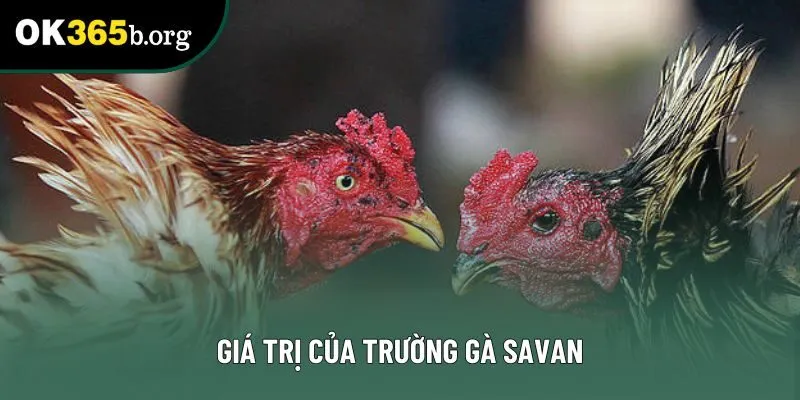 Giá trị của trường gà savan Giá trị của trường gà savan
