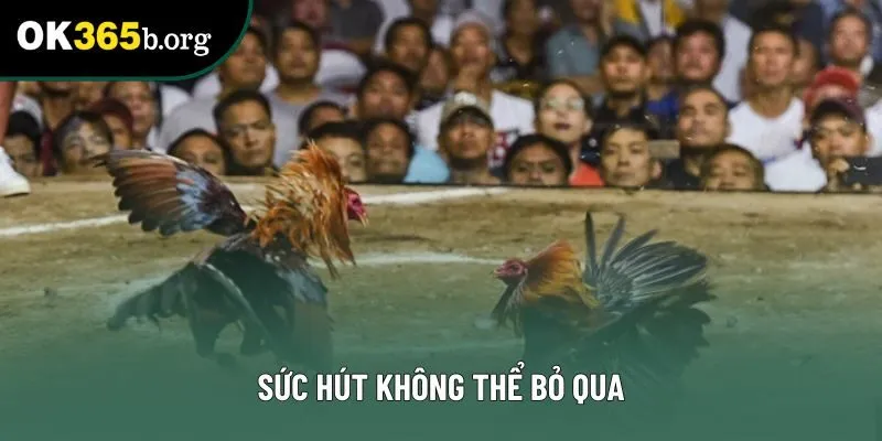 Sức hút không thể bỏ qua Sức hút không thể bỏ qua