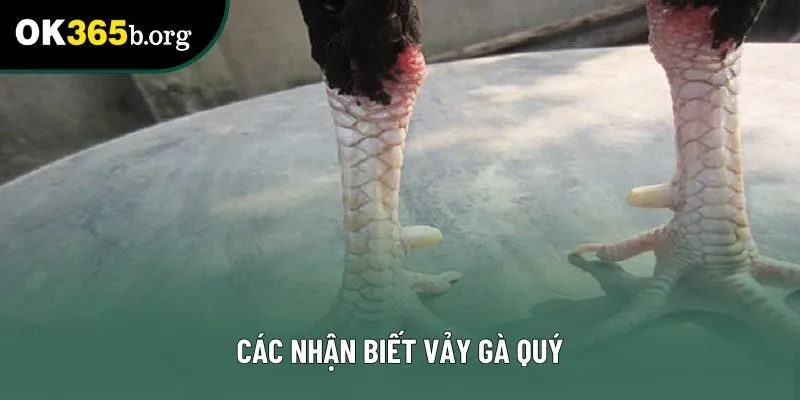 Các nhận biết vảy gà quý Các nhận biết vảy gà quý