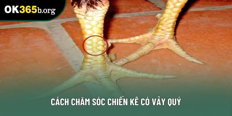 Cách chăm sóc chiến kê có vảy quý Cách chăm sóc chiến kê có vảy quý