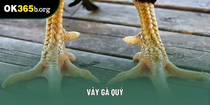 Vảy Gà Quý: Tiết Lộ Cách Phân Biệt Gà Khỏe Mạnh Và Tiềm Năng